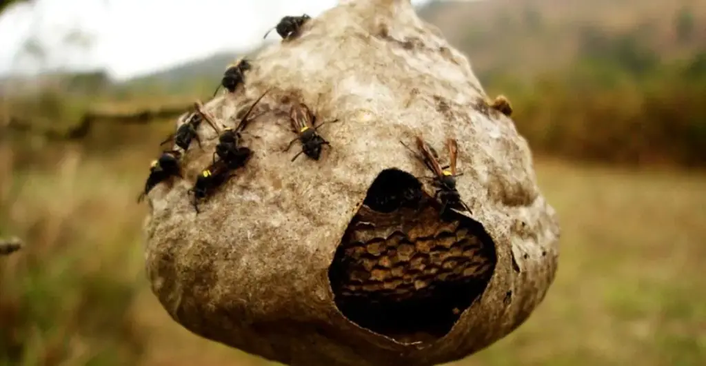 2018-11-06-Tipos-de-marimbondo-e-como-se-proteger-habitat.webp