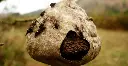 2018-11-06-Tipos-de-marimbondo-e-como-se-proteger-habitat.webp